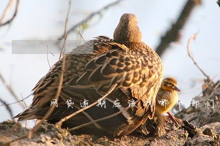 网贷逾期应该找哪个部门 网贷逾期应该找哪个部门