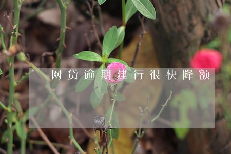 网贷逾期建行很快降额 网贷逾期建行很快降额
