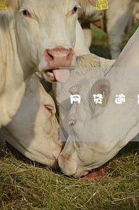 网贷逾期开庭几年变白户 网贷逾期开庭几年变白户