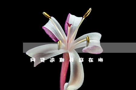 网贷逾期开庭在哪 网贷逾期开庭在哪