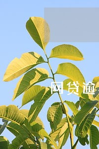 网贷逾期开通本金分摊是啥意思 网贷逾期开通本金分摊是啥意思