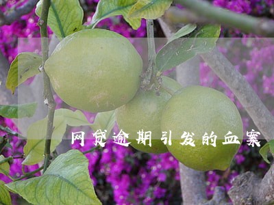 网贷逾期引发的血案