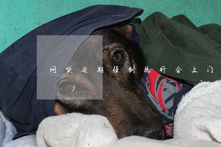 网贷逾期强制执行会上门吗