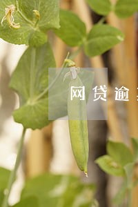 网贷逾期强制还款