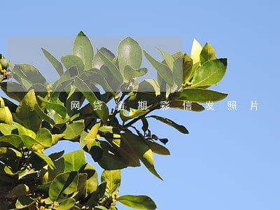 网贷逾期彩信发照片 网贷逾期彩信发照片