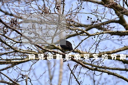 网贷逾期影响买车吗分期吗 网贷逾期影响买车吗分期吗