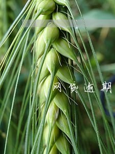 网贷逾期影响信用卡封停吗 网贷逾期影响信用卡封停吗
