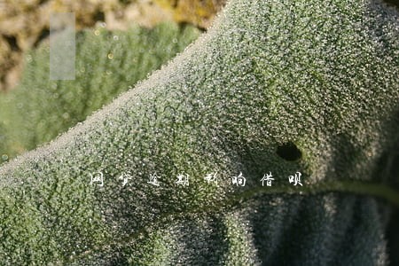 网贷逾期影响借呗