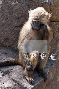 网贷逾期影响借呗嘛 网贷逾期影响借呗嘛
