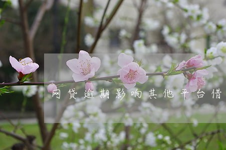 网贷逾期影响其他平台借款 网贷逾期影响其他平台借款
