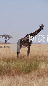 网贷逾期影响其他银行卡吗 网贷逾期影响其他银行卡吗