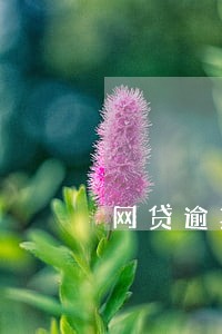 网贷逾期影响卖房子嘛 网贷逾期影响卖房子嘛