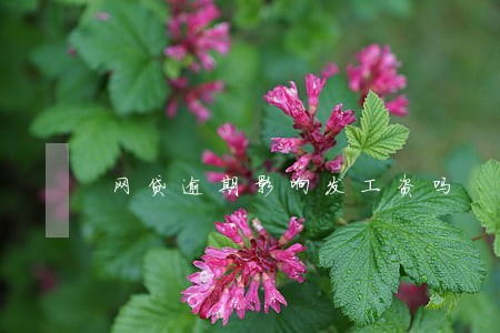 网贷逾期影响发工资吗 网贷逾期影响发工资吗