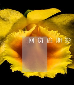 网贷逾期影响夫妻吗 网贷逾期影响夫妻吗