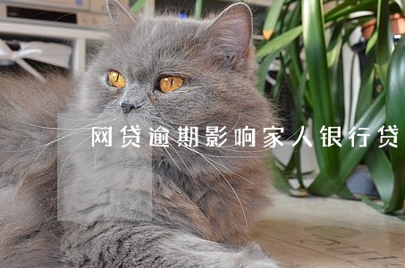 网贷逾期影响家人银行贷款吗 网贷逾期影响家人银行贷款吗