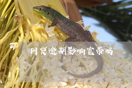 网贷逾期影响宽带吗 网贷逾期影响宽带吗
