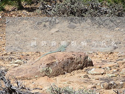网贷逾期影响当兵么 网贷逾期影响当兵么