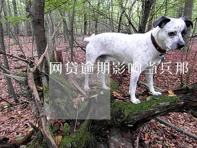 网贷逾期影响当兵那 网贷逾期影响当兵那