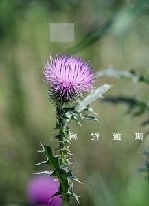 网贷逾期影响征信一分不还 网贷逾期影响征信一分不还