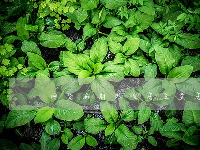 网贷逾期影响房主卖房吗 网贷逾期影响房主卖房吗