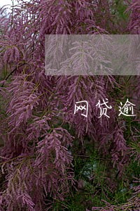 网贷逾期影响汽车贷款吗 网贷逾期影响汽车贷款吗