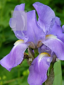 网贷逾期影响现有房贷车贷 网贷逾期影响现有房贷车贷