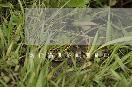 网贷逾期影响考研吗