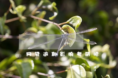 网贷逾期影响考研吧 网贷逾期影响考研吧