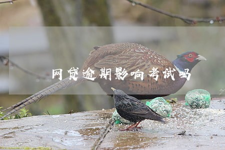 网贷逾期影响考试吗