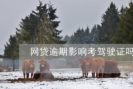 网贷逾期影响考驾驶证吗 网贷逾期影响考驾驶证吗