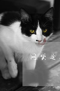 网贷逾期影响花呗额度
