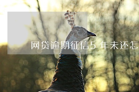 网贷逾期征信5年未还怎么办 网贷逾期征信5年未还怎么办