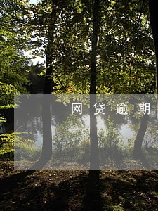网贷逾期征信y 网贷逾期征信y
