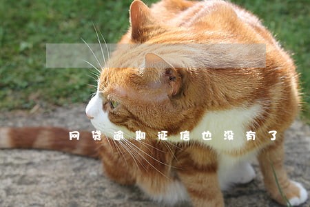 网贷逾期征信也没有了 网贷逾期征信也没有了
