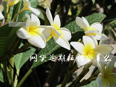 网贷逾期征信会黑么 网贷逾期征信会黑么