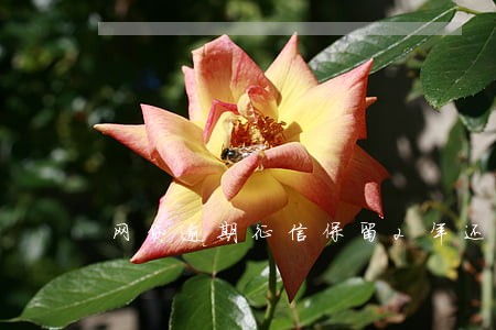 网贷逾期征信保留2年还是5年