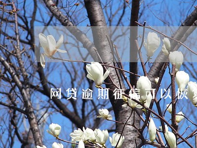网贷逾期征信可以恢复吗 网贷逾期征信可以恢复吗