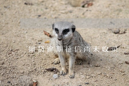 网贷逾期征信尚未收录