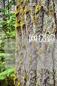 网贷逾期征信没有记录 网贷逾期征信没有记录