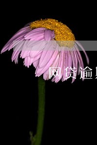 网贷逾期征信还能车贷吗 网贷逾期征信还能车贷吗