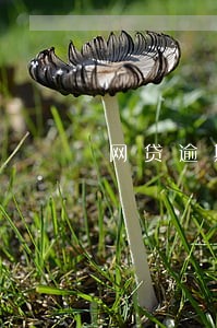 网贷逾期征信马上就拉黑了吗 网贷逾期征信马上就拉黑了吗