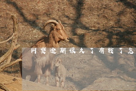 网贷逾期很久了有钱了怎么还
