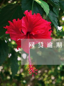 网贷逾期很久会上门吗 网贷逾期很久会上门吗