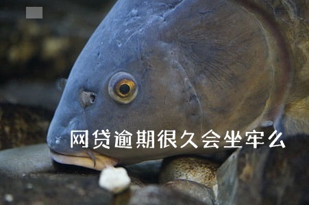 网贷逾期很久会坐牢么 网贷逾期很久会坐牢么
