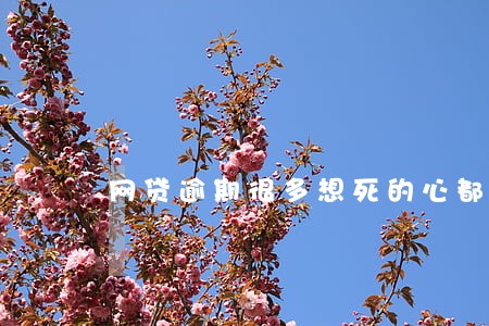 网贷逾期很多想死的心都有了 网贷逾期很多想死的心都有了