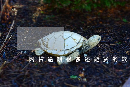 网贷逾期很多还能贷的软件