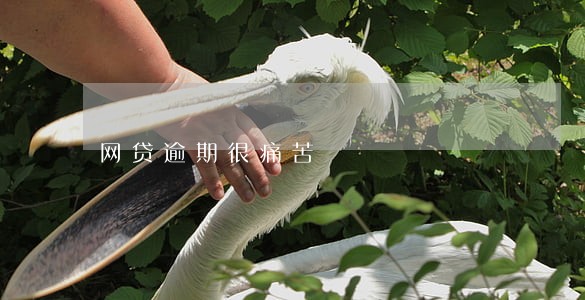 网贷逾期很痛苦 网贷逾期很痛苦