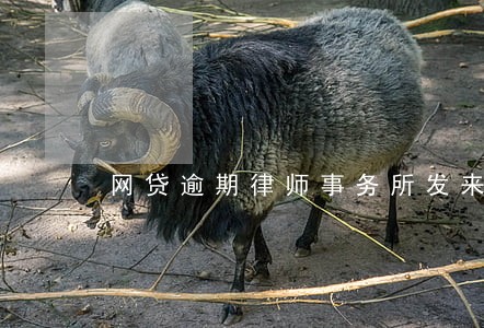 网贷逾期律师事务所发来函件 网贷逾期律师事务所发来函件