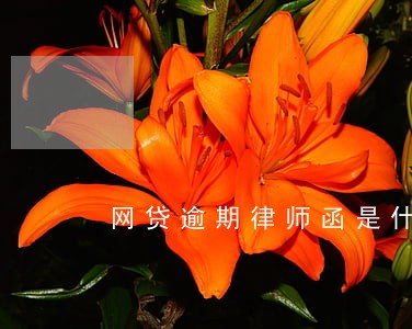 网贷逾期律师函是什么意思