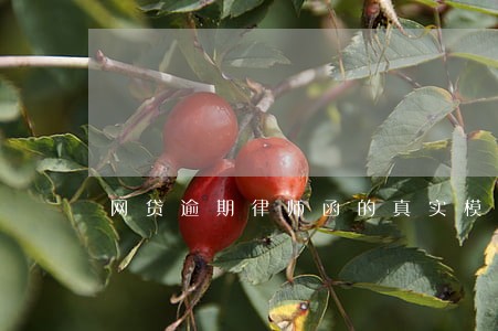网贷逾期律师函的真实模版 网贷逾期律师函的真实模版